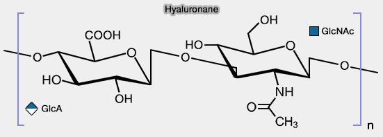 Acide hyaluronique (HA) ou hyaluronane