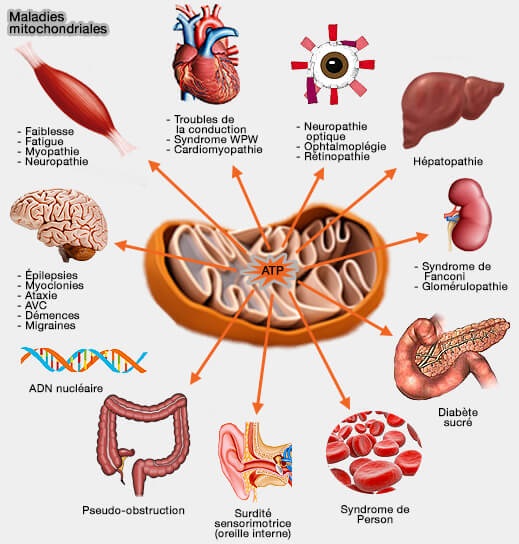 Symptômes des maladies mitochondriales