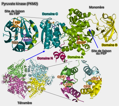 Pyruvate kinase (PKM2)