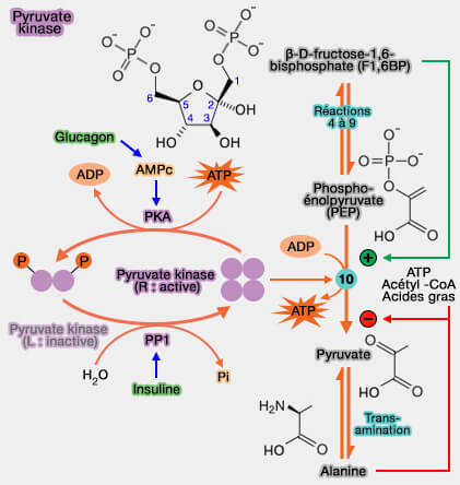 Régulation de la  pyruvate kinase
