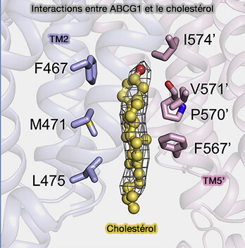 Interactions entre ABCG1 et le cholestérol