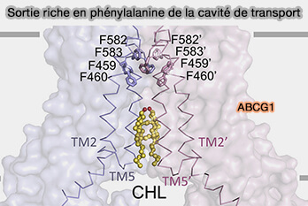 Sortie riche en phénylalanine d'ABCG1