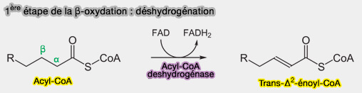 1ère étape de la β-oxydation : déshydrogénation