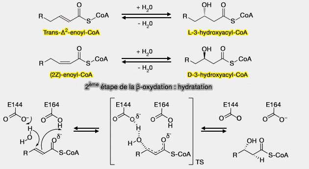 2ème étape de la β-oxydation : hydratation