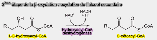 3ème étape de la β-oxydation : oxydation alcool secondaire