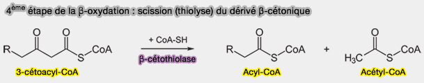 4ème étape de la β-oxydation : scission (thiolyse) du dérivé β-cétonique