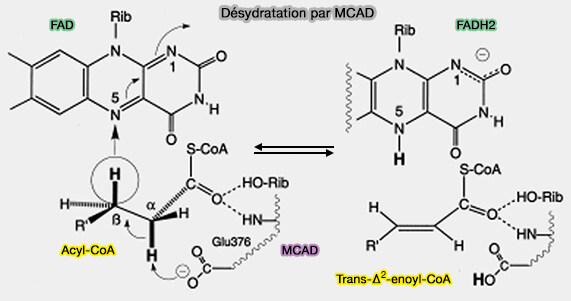 Déshydratation de l'acyl-CoA par MCAD
