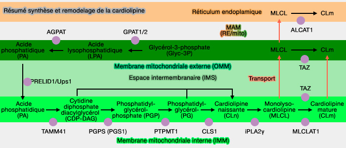 Résumé de la synthèse et du remodelage de la cardiolipine mitochondriale