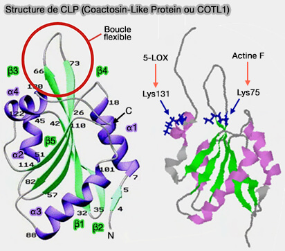 CLP (Coactosin-Like Protein ou COTL1)