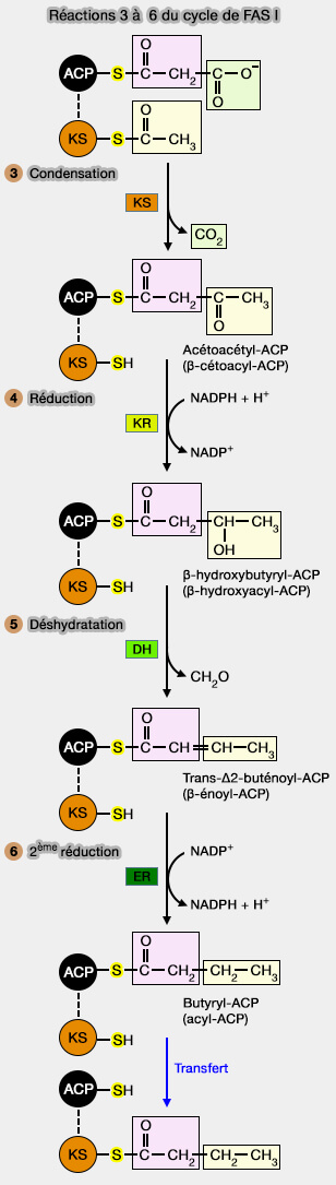 Cycle catalytique de FAS I