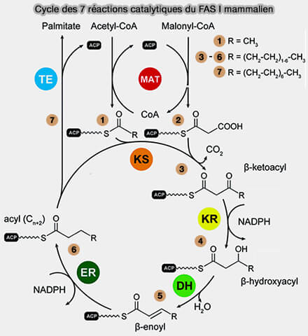 Cycle catalytique du FAS I mammalien