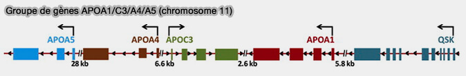 Groupe de gènes APOA1/C3/A4/A5 (chromosome 11)