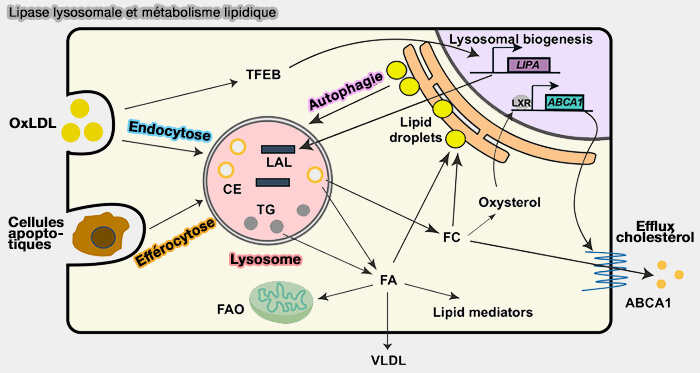 Lipase lysosomale (LAL) et métabolisme lipidique