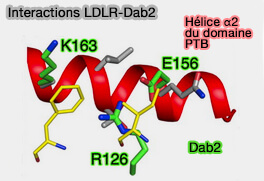 Interactions LDLR/Dab2