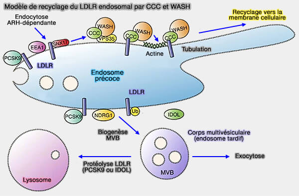 Modèle de recyclage du LDLR endosomal par CCC et WASH