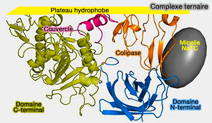 Complexe lipase-colipase-sel biliaire