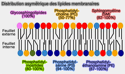 Distribution asymétrique des lipides membranaires