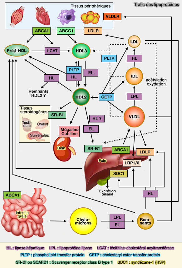 Taille et densité des lipoprotéines