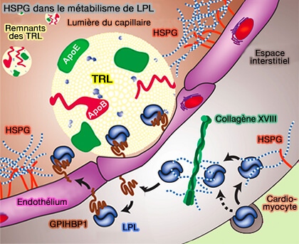 HSPG dans le métabolisme de la LPL