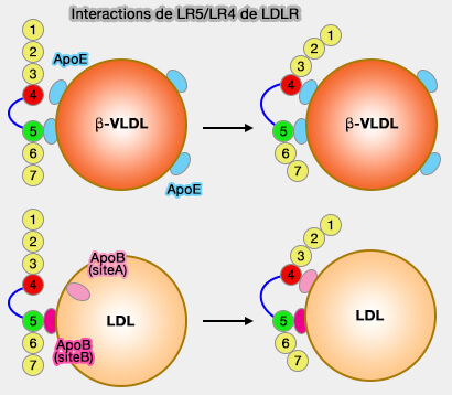Interactions de LR5/LR4 de LDLR