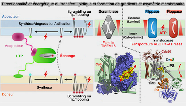 Directionnalité et énergétique du transfert lipidique et 
formation de gradients et asymétrie membranaire