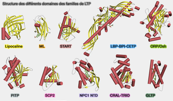 Structure des différents domaines des familles de LTP