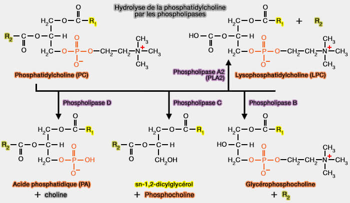 Hydrolyse de la phosphatidylcholinepar les phospholipases