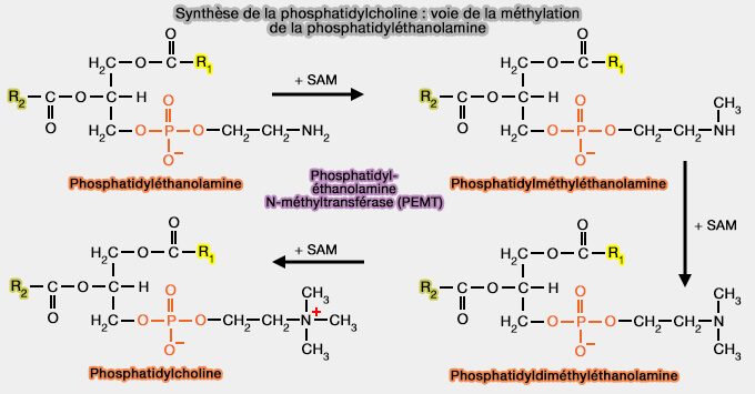Synthèse de la phosphatidylcholine par méthylation de la phosphatidylétthanolamine