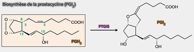 Biosynthèse de la prostacycline (PGI2)