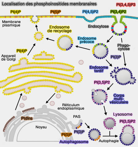 Localisation des phosphoinositides membranaires
