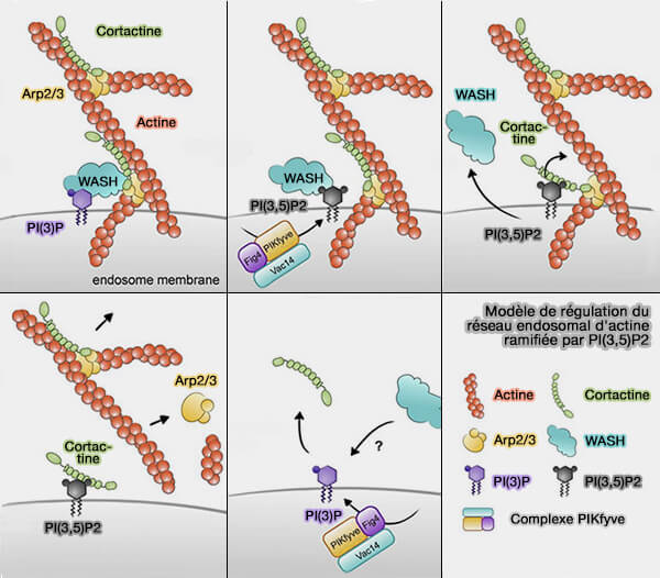 Modèle de régulation du réseau endosomal d'actine ramifiée par PI(3,5)P2