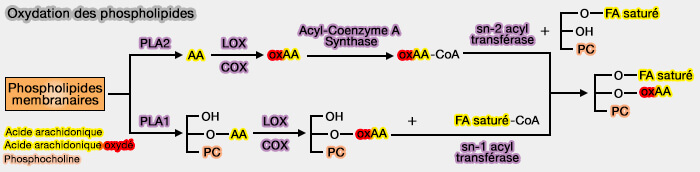 Oxydation des phospholipides