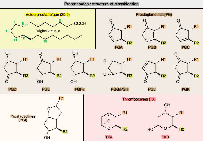 Prostanoïdes : structure et classification