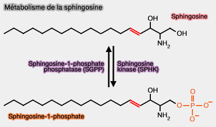 Métabolisme de la sphingosine