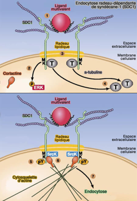 Endocytose radeau-dépendante de syndécane-1 (SDC1)