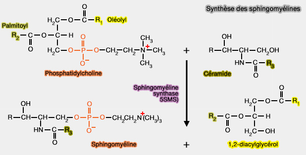 Synthèse des sphingomyélines