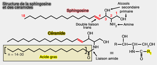 Sphingoside et céramide
