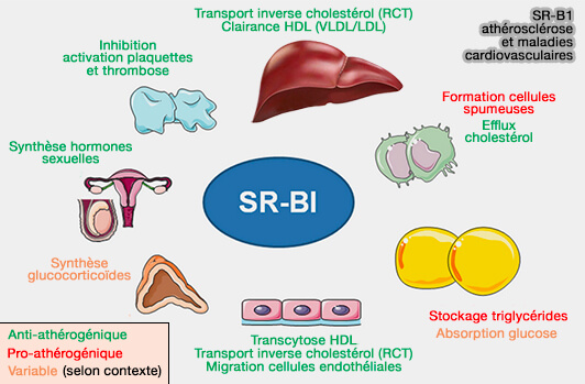 SR-B1, athérosclérose et maladies cardiovasculaires