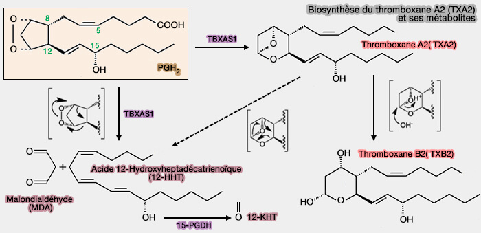 Biosynthèse du thromboxane A2 (TXA2)