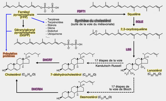 Synthèse du cholestérol (suite de la voie du mévalonate)