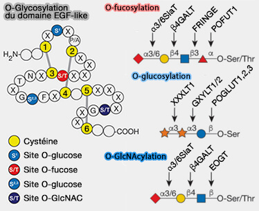 O-glycosylation du domaine EGF-like