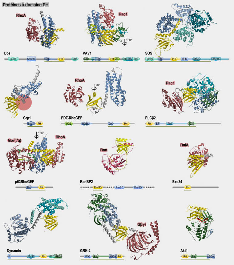 Protéines à domaine PH et partenaires