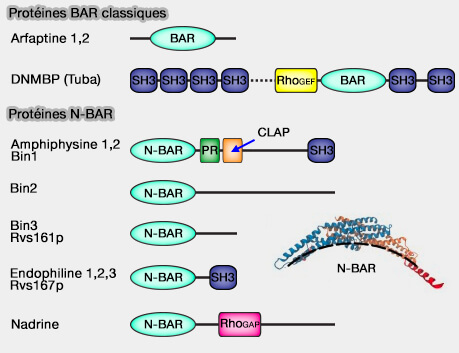 Quelques protéines à domaine BAR classique et N-BAR