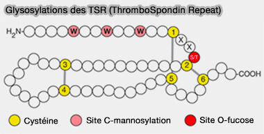 Glysosylations des TSR (ThromboSpondin Repeat)