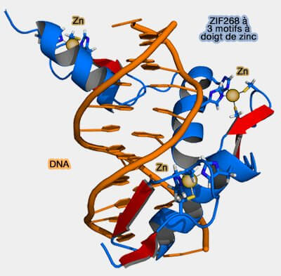 ZIF268 à 3 motifs à doigt de zinc lié à l'ADN