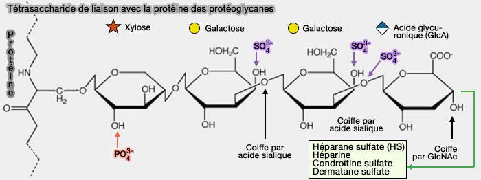 Tétrasaccharide de liaison avec la protéine des protéoglycanes