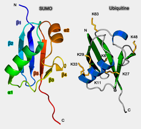 Protéine SUMO et Ubiquitine