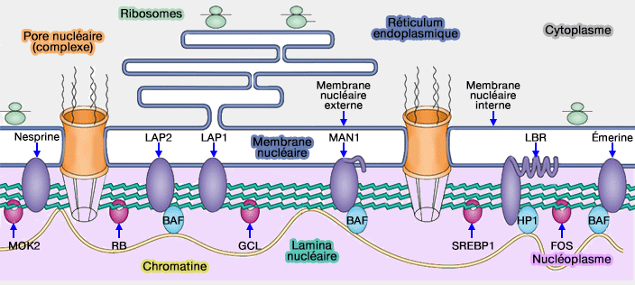 Structure membrane nucléaire