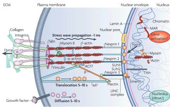 Connections entre la matrice extracellulaire et le noyau