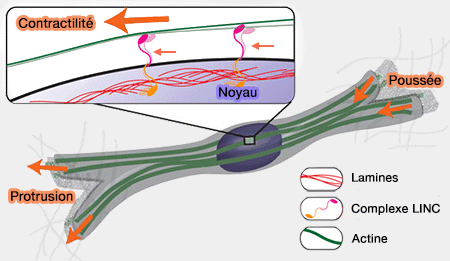 Cytosquelette du noyau lors de migration